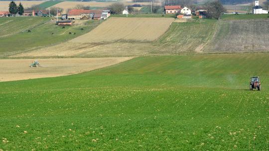 Polje